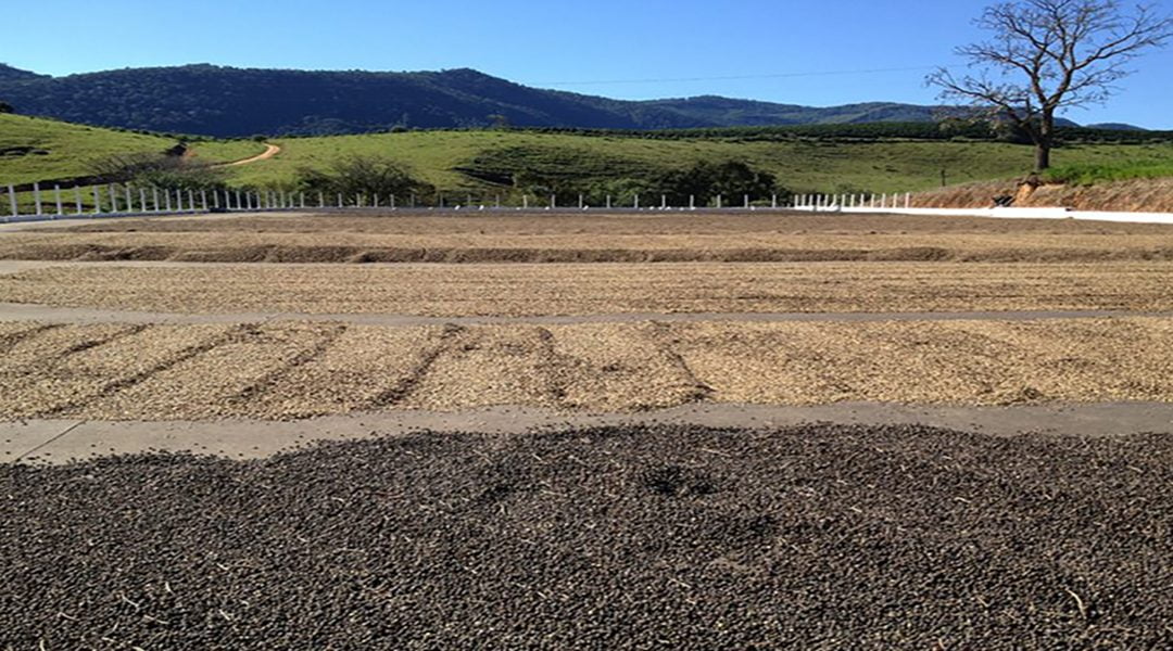 JJ Bean Coffee Brazil Carmo Estate Showcases Minas Gerais Region of Brazil