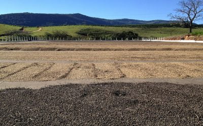 JJ Bean Coffee Brazil Carmo Estate Showcases Minas Gerais Region of Brazil